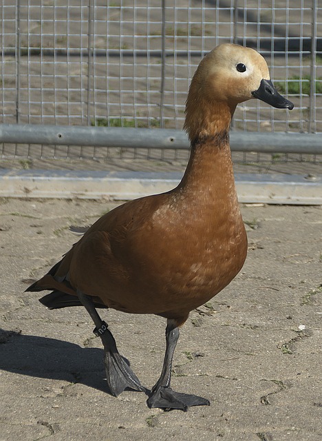 责任也越大
